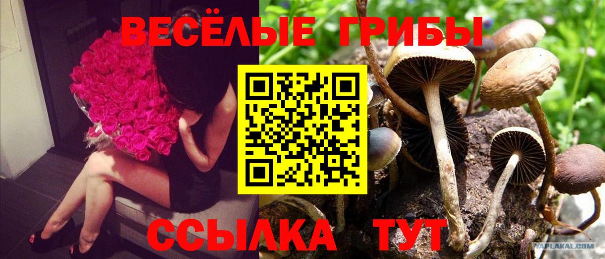 Псилоцибиновые грибы Psilocybine cubensis  Вход с VPN  Усть-Джегута 